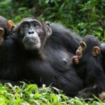 1 Day Kibale National Park - Who Would Enjoy This Tour?