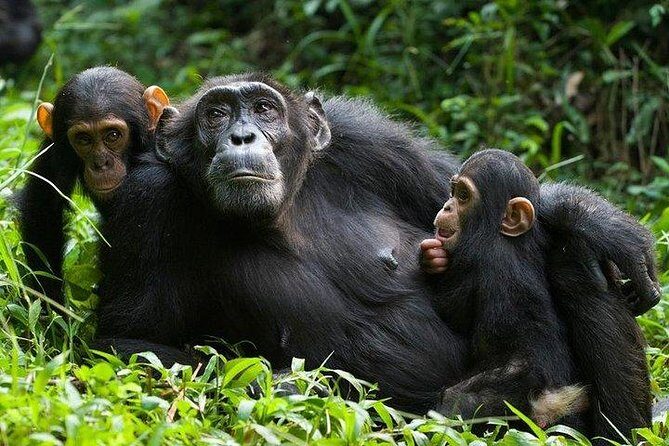 1 Day Kibale National Park - Who Would Enjoy This Tour?