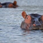 1 Day Lake Mburo National Park Short Safari from Kampala - Who Should Consider This Tour?