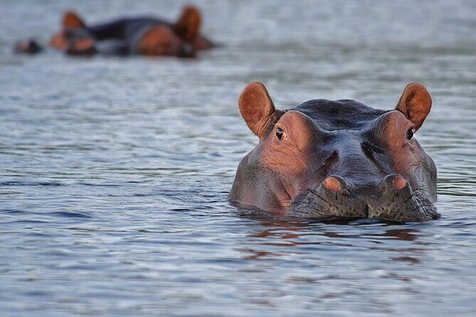 1 Day Lake Mburo National Park Short Safari from Kampala - Who Should Consider This Tour?