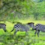 1 Day Lake Mburo Tour from Kampala - Transportation and Guides: What’s Included?