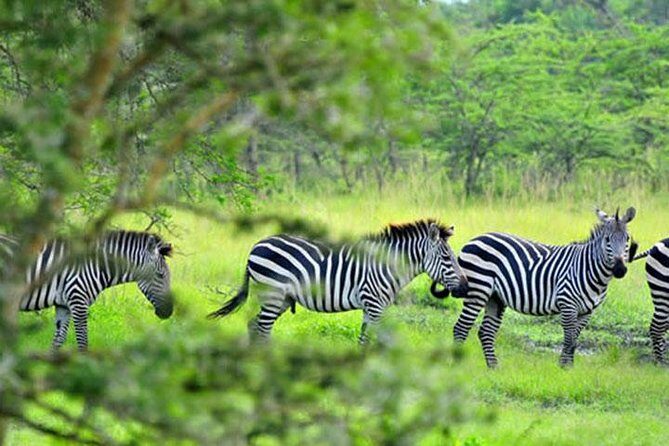 1 Day Lake Mburo Tour from Kampala - Transportation and Guides: What’s Included?