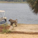 1 Day Lake Mburo Wildlife Safari - Who Will Love This Tour?