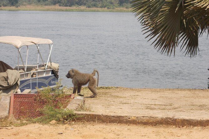 1 Day Lake Mburo Wildlife Safari - Who Will Love This Tour?