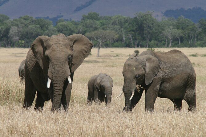 1-Day Maasai Mara Safari - Detailed Breakdown of the Tour Experience