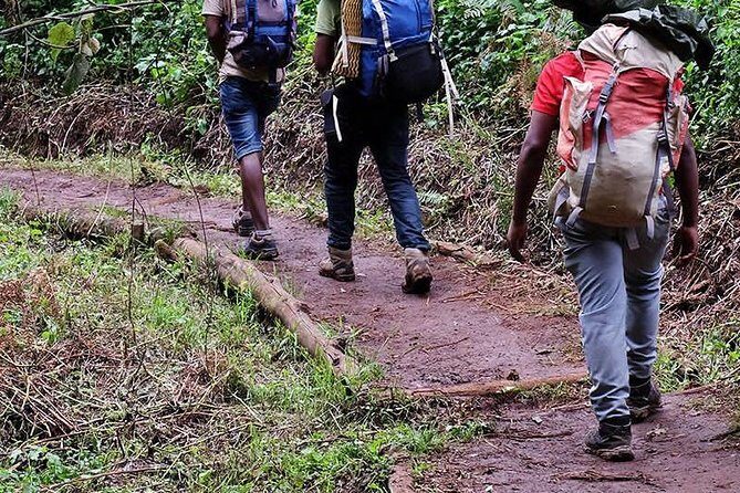 1 Day Marangu Route Climbing Kilimanjaro - What Makes This Tour Stand Out