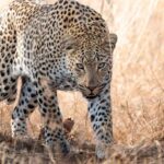 1 Day Photographic Wildlife Safari from Hazyview to Kruger Park - Why This Safari Offers Great Value