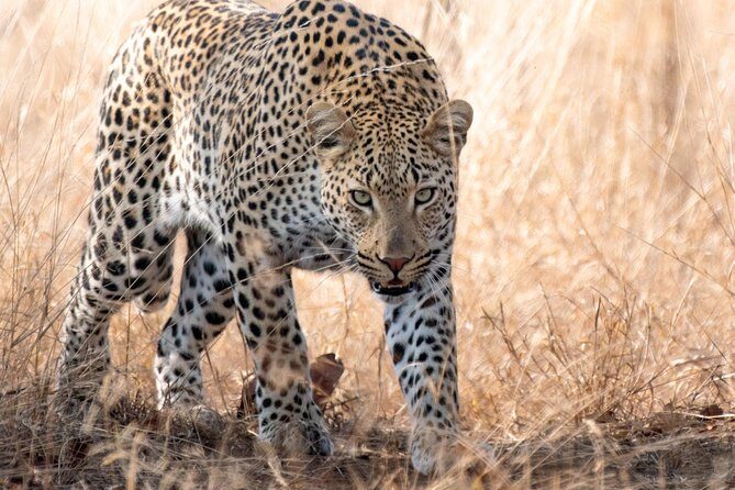1 Day Photographic Wildlife Safari from Hazyview to Kruger Park - Why This Safari Offers Great Value