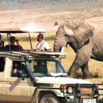 1 Day Private Ngorongoro Crater Safari - Itinerary Breakdown and What You Can Expect
