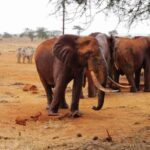 1 Day Red Elephant Safari starting from Diani beach. - The Itinerary in Detail: What to Expect