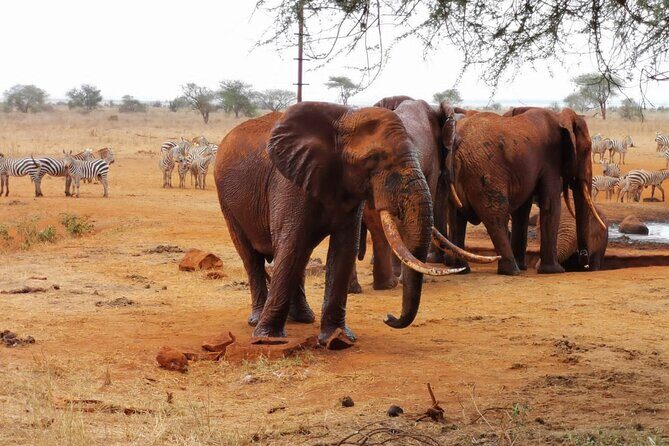 1 Day Red Elephant Safari starting from Diani beach. - The Itinerary in Detail: What to Expect