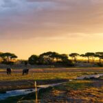 1-Day Ruaha National Park - The Value of This Tour