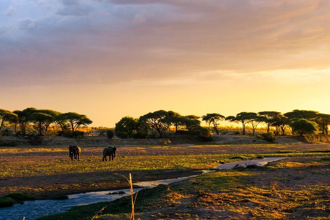 1-Day Ruaha National Park - The Value of This Tour