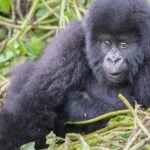 1-Day Rwanda Gorilla Tour - The Value of This Tour
