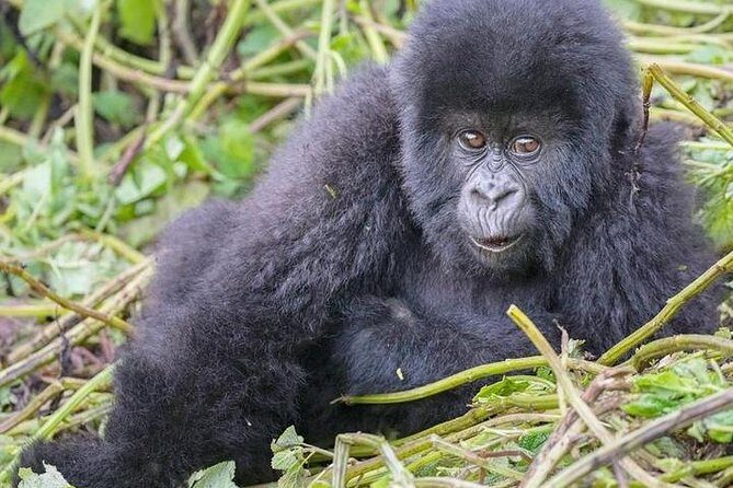 1-Day Rwanda Gorilla Tour - The Value of This Tour