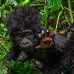 1 Day Rwanda Gorilla Trekking - The Guide and Cultural Insights