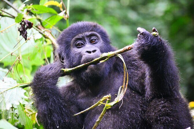 1 Day Rwanda Gorilla Trekking Tour - Who Should Consider This Tour?