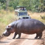 1 Day Safari to Akagera national park-Big5 Safari - Why This Tour Offers Great Value
