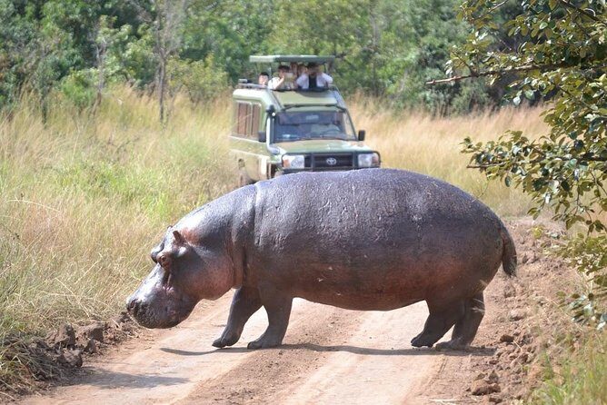1 Day Safari to Akagera national park-Big5 Safari - Why This Tour Offers Great Value