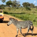 1 Day Safari to Mikumi National Park - Who Should Consider This Tour?