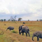1 Day Safari to Mikumi National park from Zanzibar by flight - A Closer Look at the Safari Experience