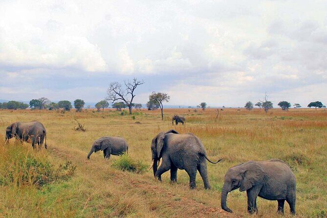 1 Day Safari to Mikumi National park from Zanzibar by flight - A Closer Look at the Safari Experience