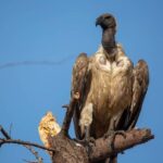 1 Day safari to Nyerere Nationals parks from Zanzibar - Final Thoughts: Who Will Love This Safari?