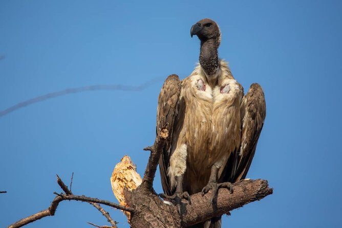 1 Day safari to Nyerere Nationals parks from Zanzibar - Final Thoughts: Who Will Love This Safari?