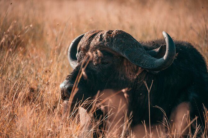 1-Day Selous (Nyerere National Park) Fly-In Safari from Zanzibar - Flying from Zanzibar to Nyerere National Park: The Best Part?