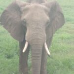1 day Shimba hills - What Makes This Tour Special?