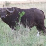 1 Day Shimba Hills starting from Diani Beach. - In-Depth Look at the Shimba Hills Day Trip