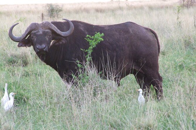 1 Day Shimba Hills starting from Diani Beach. - In-Depth Look at the Shimba Hills Day Trip