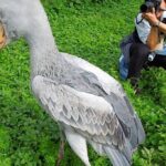 1 Day Shoebill Stork and Birding Experience - A Closer Look at the Itinerary