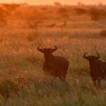 1 Day Skukuza Wildlife Photographic Safari - Kruger National Park - Final Thoughts: Is It Worth It?