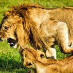 1 Day Tanzania Sharing Budget Group joining Tour to Ngorongoro - What Reviewers Say