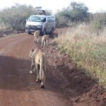1 Day Tour Nairobi National Park,Giraffe Center&Karen Blixen - The Value of This Tour