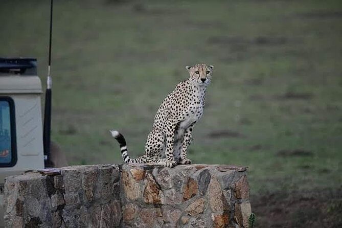 1 Day tour of Lake Nakuru National Park - What to Expect from the Itinerary