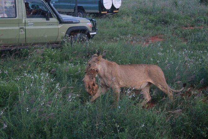 1 Day Tsavo East Safari Discovery of Kenya's Wildlife - Final Thoughts