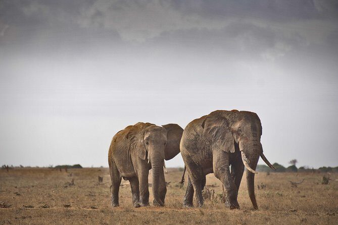 1-Day Tsavo East Safari From Mombasa - The Itinerary in Detail