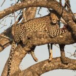1 Day Tsavo East Safari ( Minimum 2 Pax) - An Authentic Day of Game Viewing in Tsavo East