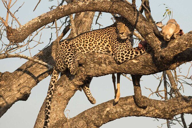 1 Day Tsavo East Safari ( Minimum 2 Pax) - An Authentic Day of Game Viewing in Tsavo East