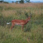 1 days Tanzania Sharing Joining group Safari - Ngorongoro Crater - Who Should Consider This Tour?