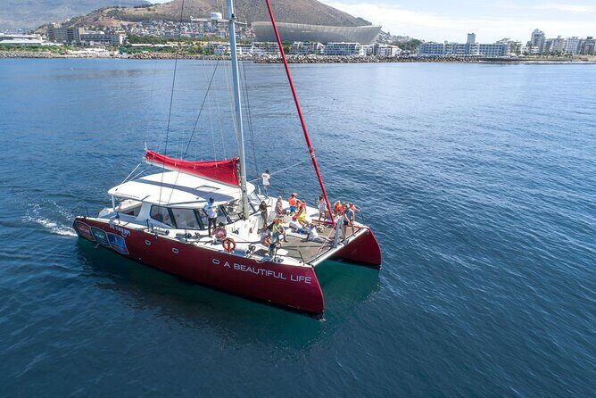 1- Hour Catamaran Cruise Cape Town - The Bottom Line