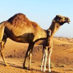1-Hour Dune Buggy Self Drive with Camel Ride and Sand Boarding in Red Dunes - Authentic Insights from Travelers