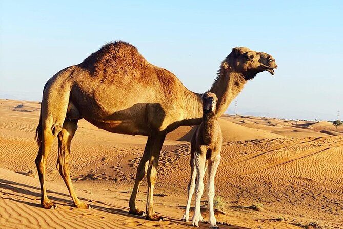 1-Hour Dune Buggy Self Drive with Camel Ride and Sand Boarding in Red Dunes - Authentic Insights from Travelers