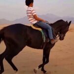 1 Hour Turkish Bath & 1 Hour Horseback Riding - Sharm El Sheikh - Who Will Love This Tour?