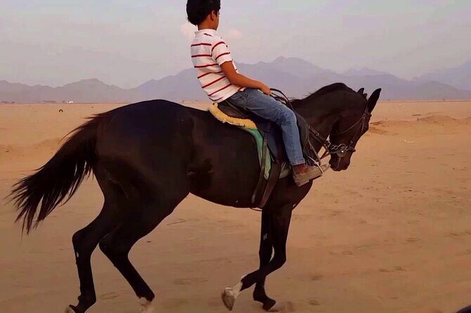 1 Hour Turkish Bath & 1 Hour Horseback Riding - Sharm El Sheikh - Who Will Love This Tour?