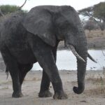10-Day Amazing Comfort Camping Safari - Final Thoughts