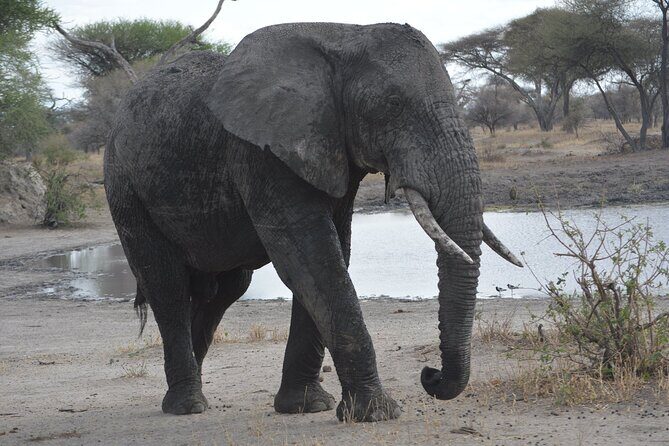 10-Day Amazing Comfort Camping Safari - Final Thoughts