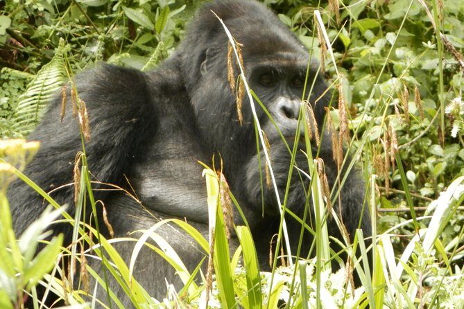 10 Day Best of Uganda Adventure Safari - Day 1: Arrival and Initial Comfort in Kampala